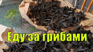Еду за грибами, Калининградские леса