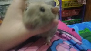 каментарие  пика    и пожилайки