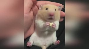 смешные видео про животных с озвучкой