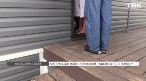 Бродячих собак до сих пор не отловили в СНТ «Теремок» после гибели 10-летнего мальчика