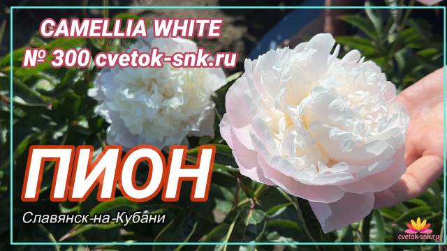 Кремово-белый пион Camelia White / Сад Ворошиловой