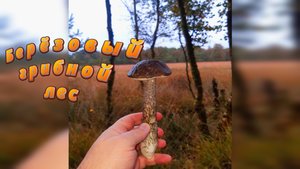 Грибной берёзовый лес.