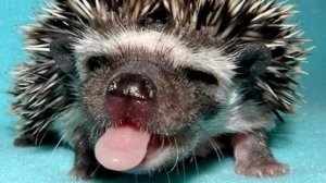 XstepV2 GG 7 DEMON LEVEL