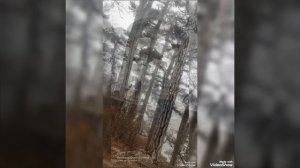 К вершине Ай - Пертри.