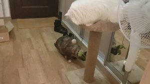 Леся и Сёма - Примерка коробки