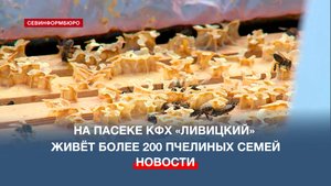 На пасеке КФХ «Ливицкий» за 2025 год собрали 4,5 тонны мёда