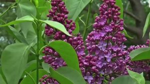 я дыханью ветра двери отворю ( вок.ж.)