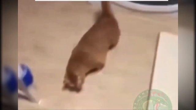 Кошаки рулят 🤣 смотреть онлайн