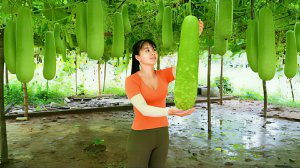 Собранный урожай тыквы везу на продажу на сельский рынок. Фермерская жизнь. Жизнь во Вьетнаме