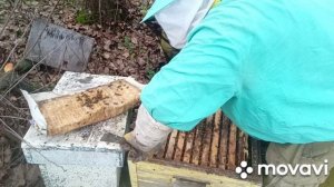 как помочь отводкам пчел перезимовать