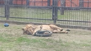 Шерхан веселится от души