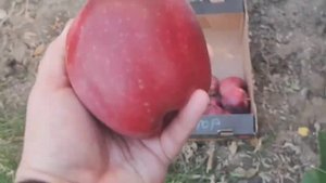 #29 Дела Дворовые