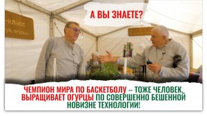 Зимний, хрустящий огурец прямо с подоконника. Легко вырастить!