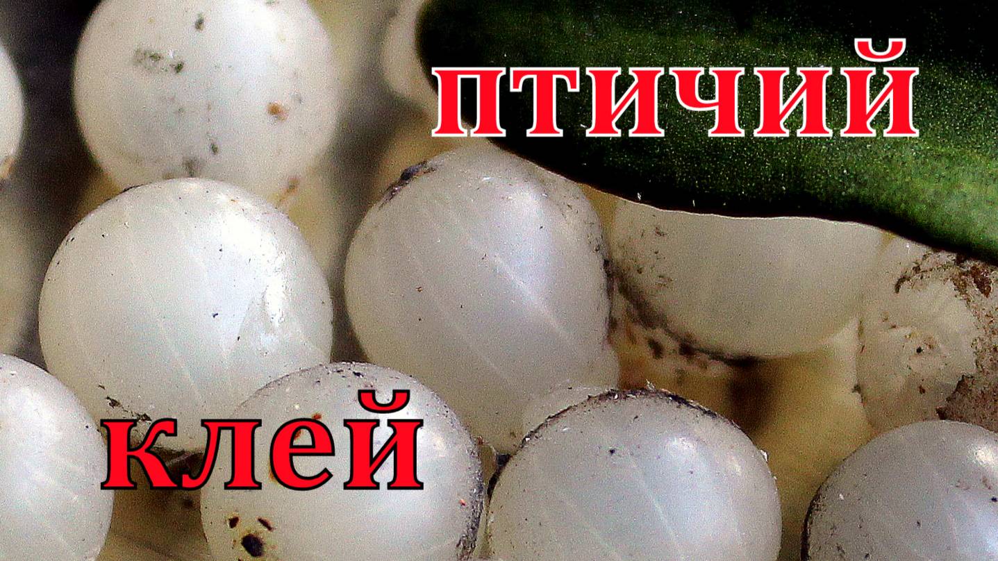 Омела. Птичий клей. Откуда шарообразные кусты на деревьях?