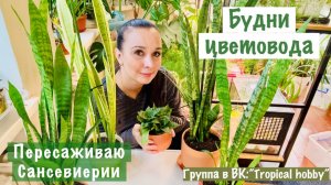 Будни цветовода. Пересаживаю сансевиерии🪴