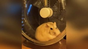 смешные видео с животными с озвучкой