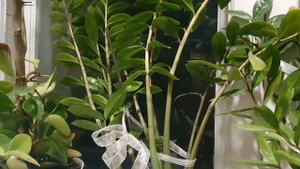 Ей бы, да в Прошлое...