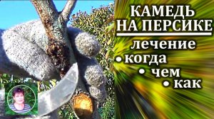 Как лечить персик от камеди перед последней осенней обработкой