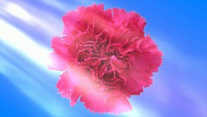 Футаж. Цветочный фон 242