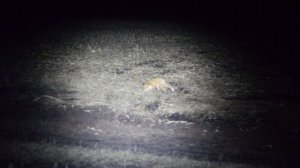 Лиса (ускор)