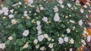 Огород в ноябре Лен. обл.