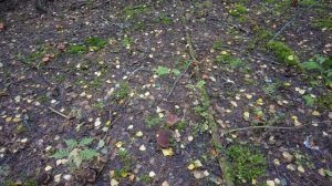 Море грибов . Все не унести) 2023 год сентябрь. 120 км от Питера