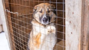 В Югре службы отлова ежегодно забирают с улиц порядка 4000 беспризорных собак