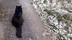 Задумался котик Мишка.