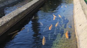 Форелевое хозяйство (Племзавод), Сочи, Адлер (2025)