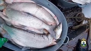 Два браконьера задержаны полицией за незаконный вылов рыбы в акватории заповедника «Ненецкий»