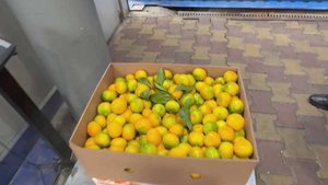 Из Абхазии в Сочи перевезли уже 2,5 тысячи тонн мандаринов