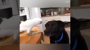 Видео от МЯУтаверс – как метавселенная, но с котами