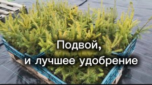 Закупка подвоя по всей России