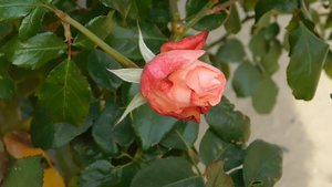 05=11=2025  уни  ПВН   (114)