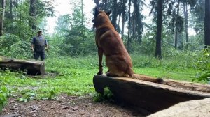 Бревно всему голова! 🤣🥰🤣