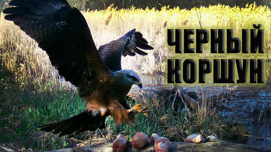 Черный коршун Фотоловушка в лесу