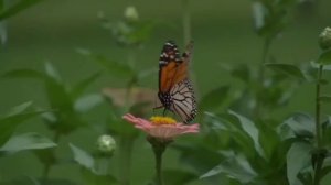 Все проходит в зтом мире