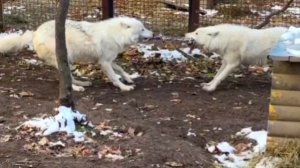 Любовные игры полярных волков: Герда и Шелдон покоряют сердца!