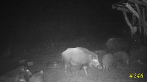 Безразмерный аппетит кабанов: вечный жор в дикой природе!