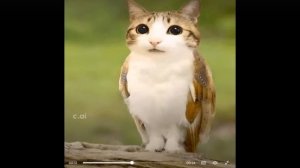 Те-же самые котоворобушки