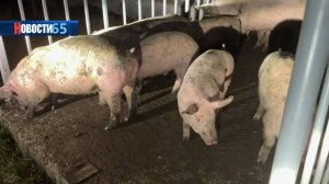 Крупный пожар. ЧП на сахалинском свинокомплексе привело к гибели 1500 животных