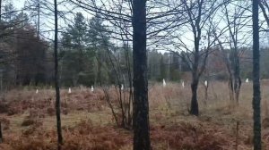 Деревня хоббитов, поляна Шрека