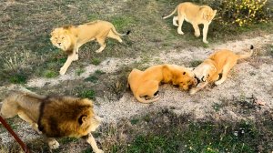 Львы не джентльмены - за ириску подерутся и со львицей! Но и львицы не промах, ответ прилетит тут же