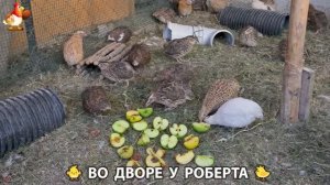 Содержание кур в домашних условиях и других птиц во дворе у Роберта 🐣🐤🦆🐔🪿🦃 (325)