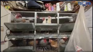 Не дом, а курятник!