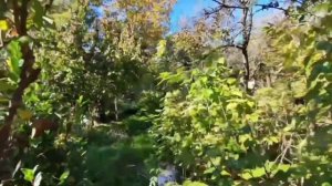 Участок 6.6 соток.