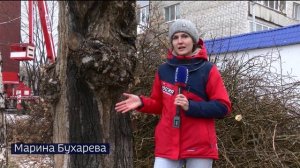 Сезонная обрезка деревьев началась в Тюмени