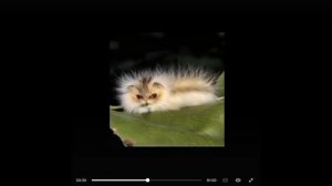 Вы бы хотели стать котогусеницей?