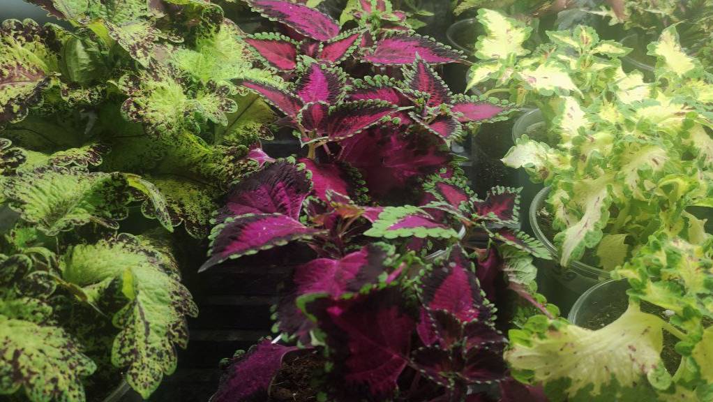 Неожиданный способ зимовки колеусов. Мой новый опыт. Так я колеусы еще не выращивала. смотреть онлайн