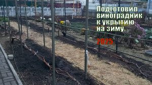 Подготовил виноградник к укрытию на зиму